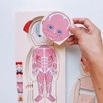 Joc educativ Puzzle in straturi Anatomia Umana - HAM BEBE