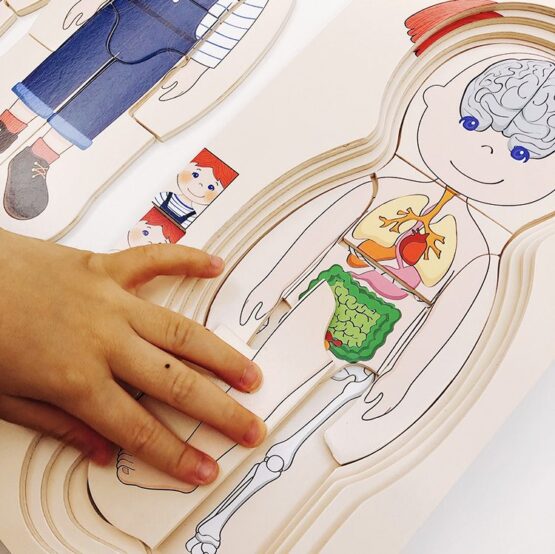 Joc educativ Puzzle in straturi Anatomia Umana - HAM BEBE