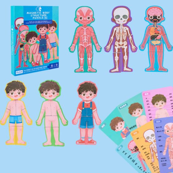 Carte magnetica joc educativ Anatomia corpului uman - HAM BEBE