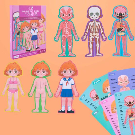 Carte magnetica joc educativ Anatomia corpului uman - HAM BEBE
