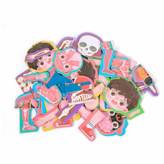 Carte magnetica joc educativ Anatomia corpului uman - HAM BEBE
