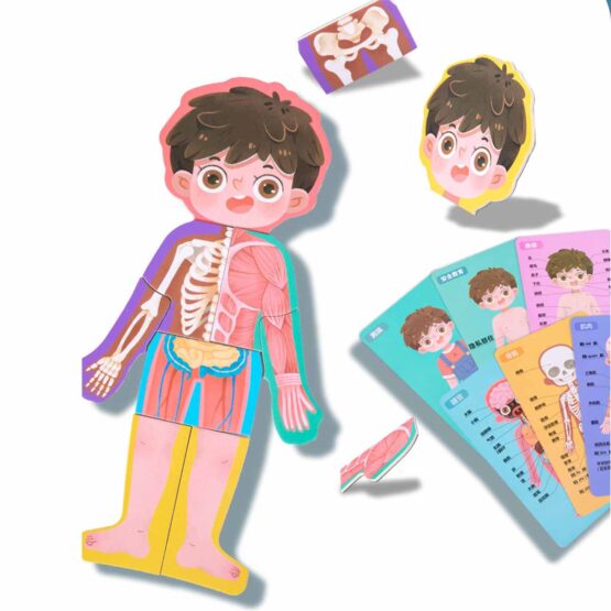 Carte magnetica joc educativ Anatomia corpului uman - HAM BEBE